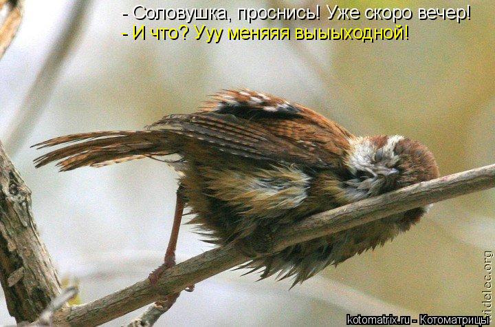 Котоматрица: - Соловушка, проснись! Уже скоро вечер! - И что? Ууу меняяя выыыходной!