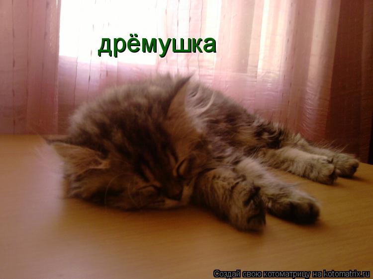 Котоматрица: дрёмушка