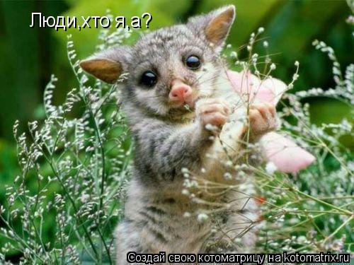 Котоматрица: Люди,хто я,а?