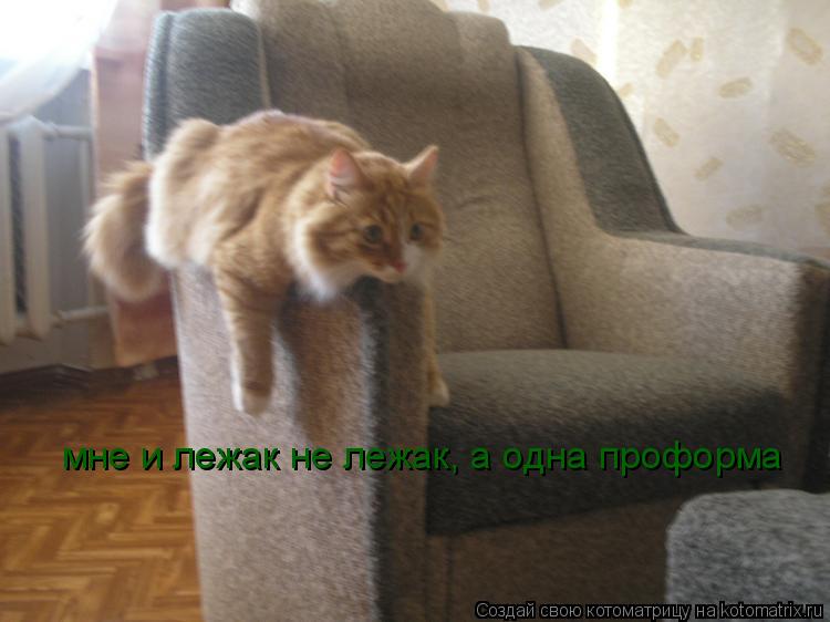 Котоматрица: мне и лежак не лежак, а одна проформа