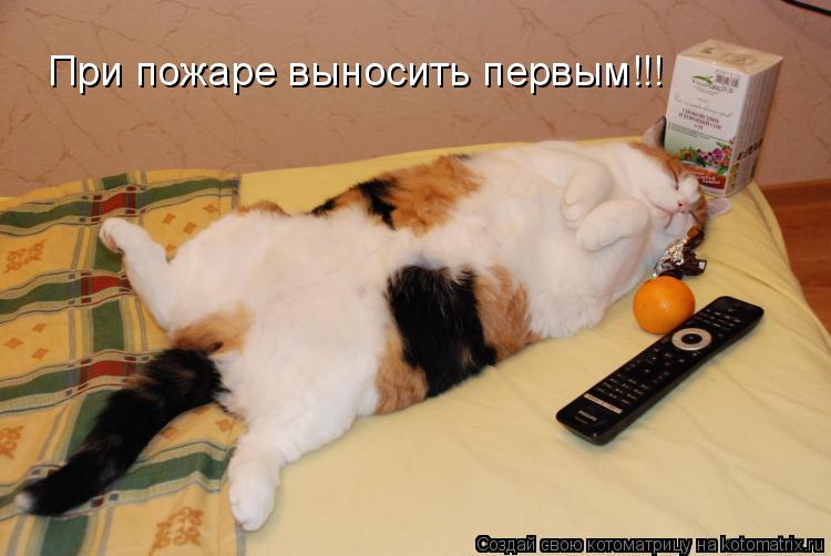 При пожаре выносить первым!!!... Котоматрица: При пожаре выносить первым!!!