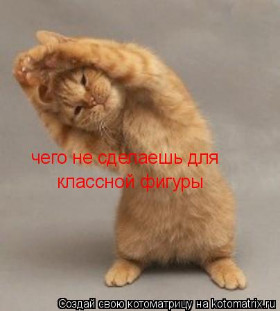 чего не сделаешь для классной фигуры... Котоматрица: чего не сделаешь для классной фигуры