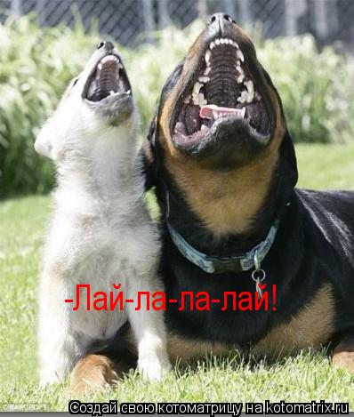 -Лай-ла-ла-лай!... Котоматрица: -Лай-ла-ла-лай!