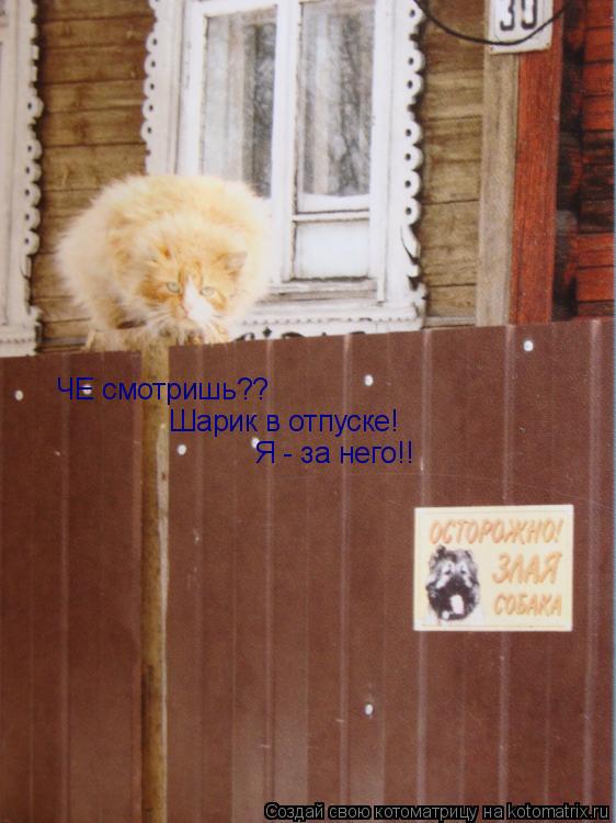 ЧЕ смотришь?? Шарик в отпуске! Я - за него!!... Котоматрица: ЧЕ смотришь?? Шарик в отпуске! Я - за него!!