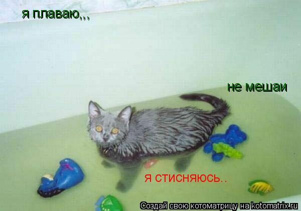 Котоматрица: я плаваю,,, не мешаи я стисняюсь..