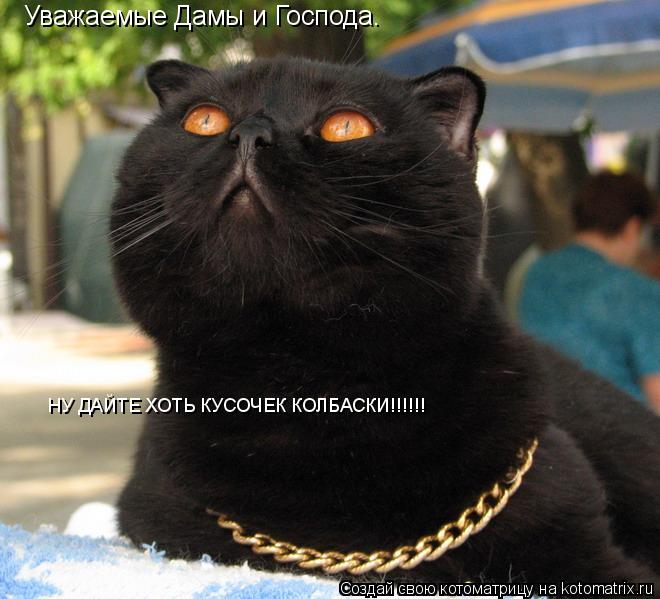 Котоматрица: Уважаемые Дамы и Господа.  НУ ДАЙТЕ ХОТЬ КУСОЧЕК КОЛБАСКИ!!!!!!