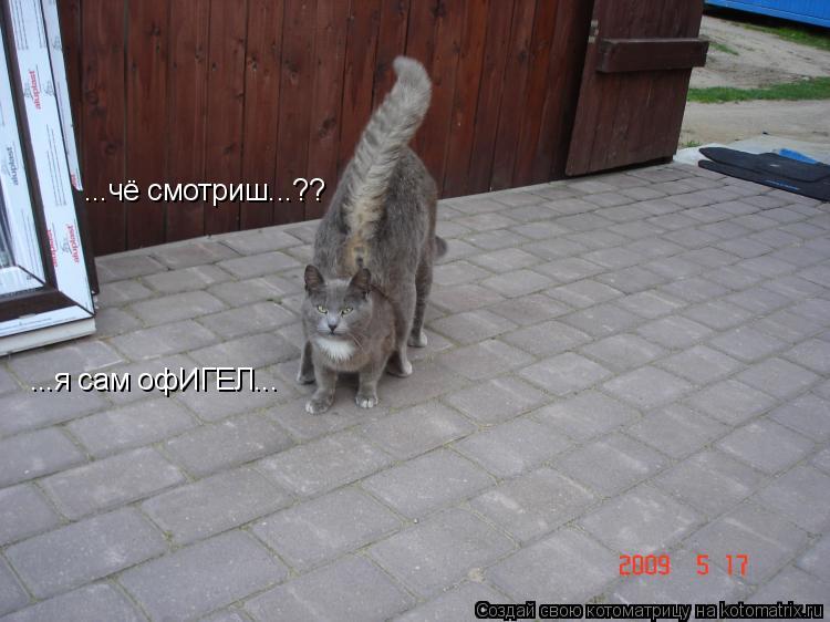 Котоматрица: ...чё смотриш...?? ...я сам офИГЕЛ...