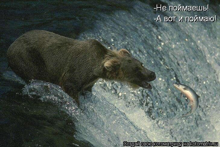 -Не поймаешь! -А вот и поймаю! -А вот и поймаю!... Котоматрица: -Не поймаешь! -А вот и поймаю! -А вот и поймаю!