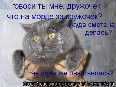 говори ты мне, дружочек что на морде за кружочек? и куда сметана делась? не сама же она съелась?... Котоматрица: говори ты мне, дружочек что на морде за кружочек? и куда сметана делась? не сама же она съелась?