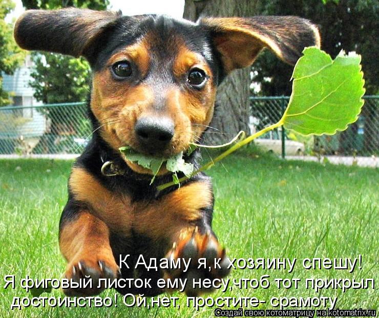 К Адаму я,к хозяину спешу! Я фиговый листок ему несу,чтоб тот прикрыл достоинство! Ой,нет, простите- ... Котоматрица: К Адаму я,к хозяину спешу! Я фиговый листок ему несу,чтоб тот прикрыл достоинство! Ой,нет, простите- срамоту