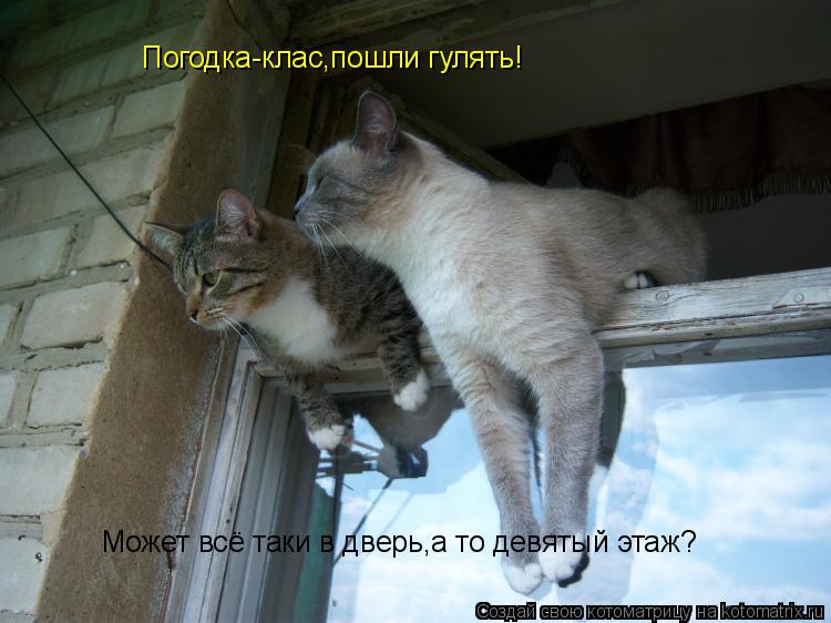 Котоматрица: Может всё таки в дверь,а то девятый этаж? Погодка-клас,пошли гулять!