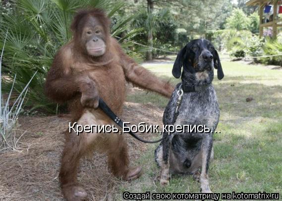 Котоматрица: Крепись,Бобик,крепись...