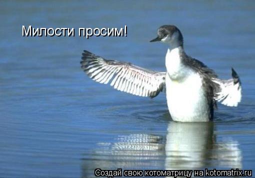 Милости просим!... Котоматрица: Милости просим!