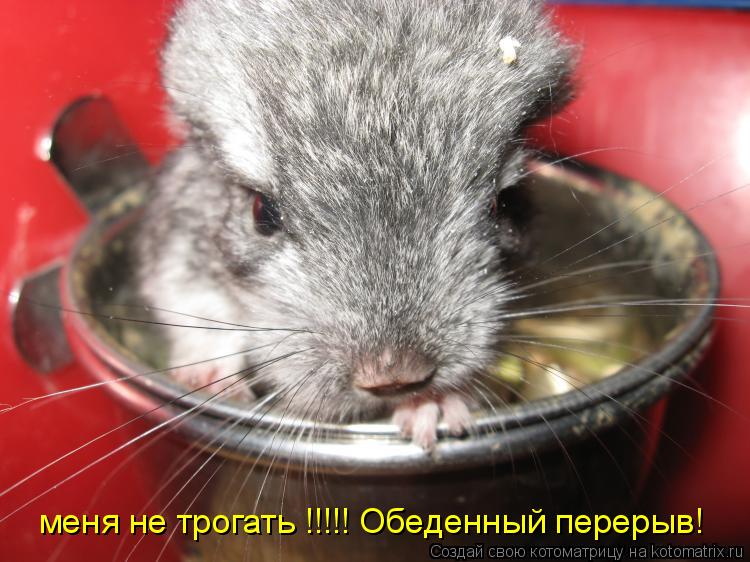 Котоматрица: меня не трогать !!!!! Обеденный перерыв!