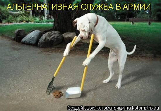 АЛЬТЕРНАТИВНАЯ СЛУЖБА В АРМИИ... Котоматрица: АЛЬТЕРНАТИВНАЯ СЛУЖБА В АРМИИ