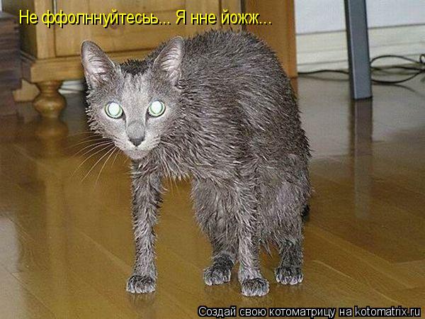 Не ффолннуйтесьь... Я нне йожж...... Котоматрица: Не ффолннуйтесьь... Я нне йожж...