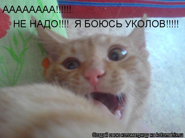 Котоматрица: АААААААА!!!!!!  НЕ НАДО!!!!  Я БОЮСЬ УКОЛОВ!!!!!
