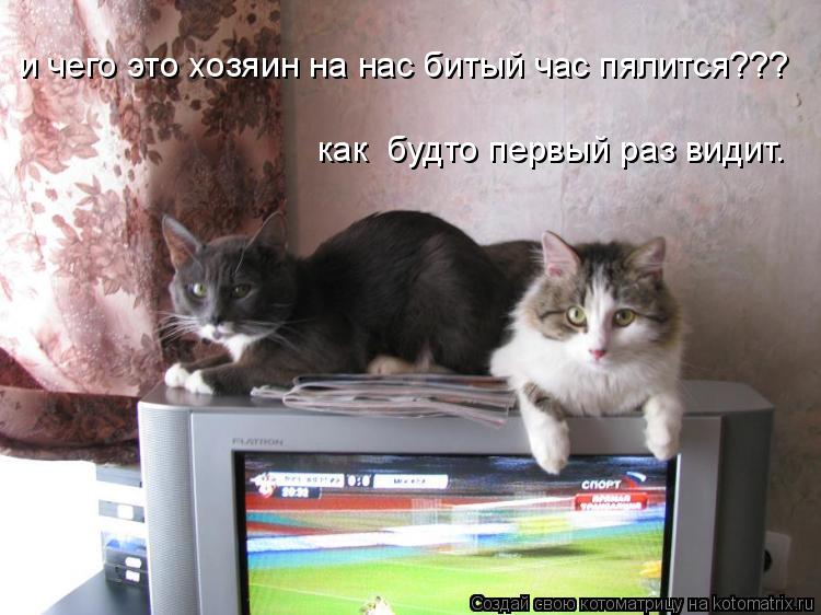 Котоматрица: и чего это хозяин на нас битый час пялится??? как  будто первый раз видит.