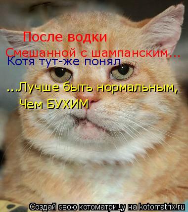 Котоматрица: После водки  Смешанной с шампанским... ...Лучше быть нормальным, Чем БУХИМ Котя тут-же понял