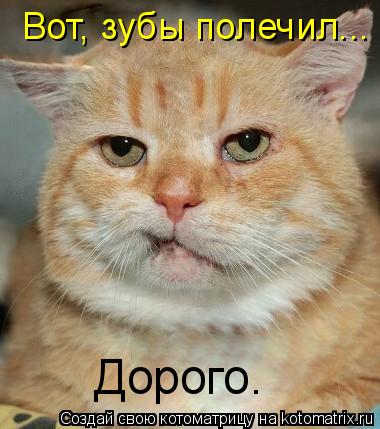 Дорого. Вот, зубы полечил...... Котоматрица: Дорого. Вот, зубы полечил...