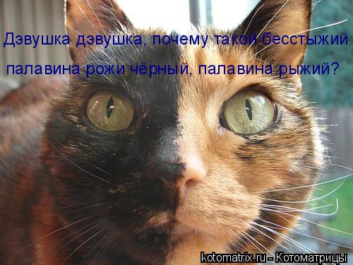 Котоматрица: Дэвушка дэвушка, почему такой бесстыжий палавина рожи чёрный, палавина рыжий?