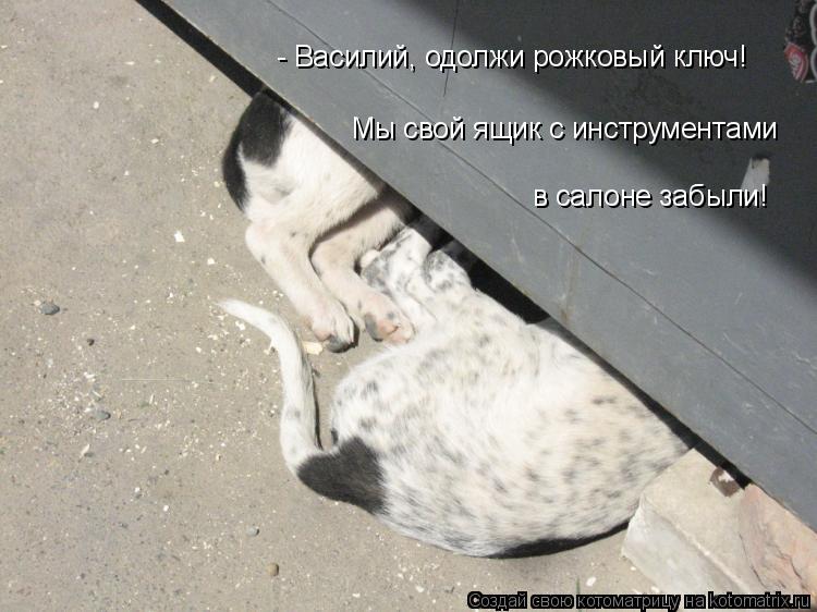 Котоматрица: Мы свой ящик с инструментами  - Василий, одолжи рожковый ключ! в салоне забыли!
