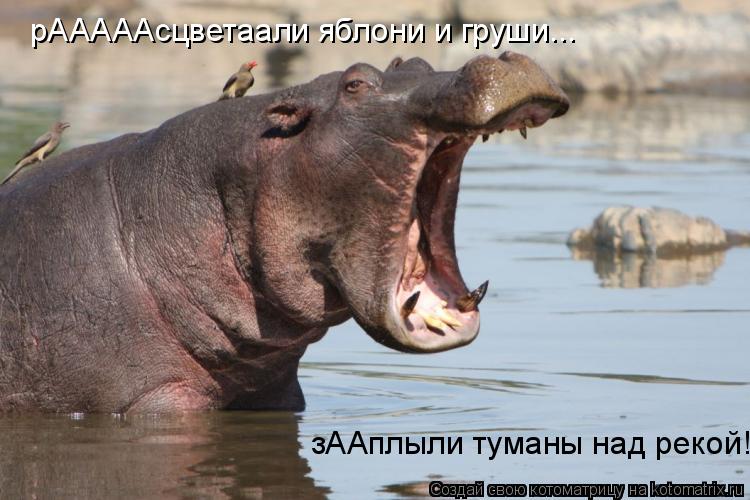 рАААААсцветаали яблони и груши... зААплыли туманы над рекой!... Котоматрица: рАААААсцветаали яблони и груши... зААплыли туманы над рекой!