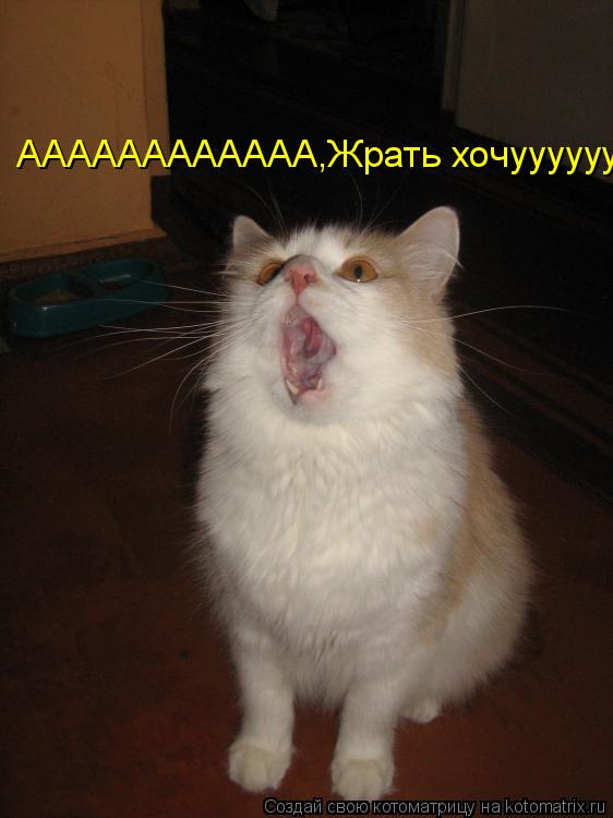 Котоматрица: АААААААААААА,Жрать хочуууууууу!!!!!!!!!