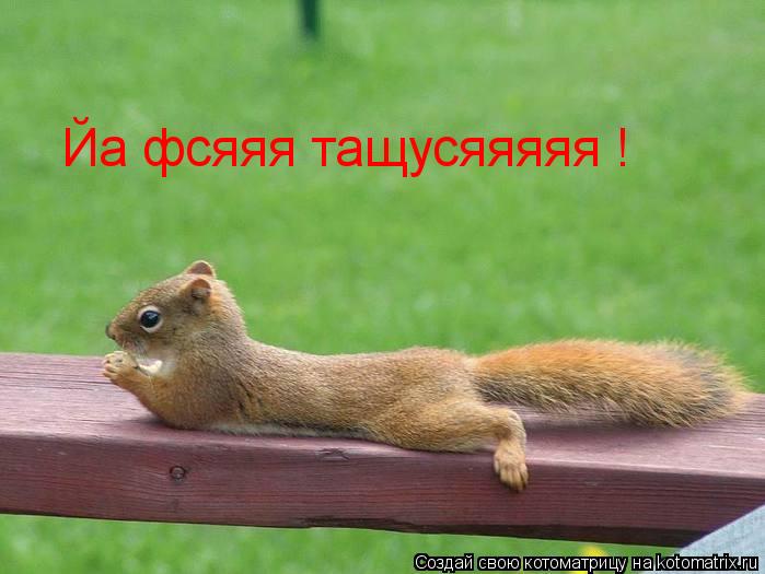 Йа фсяяя тащусяяяяя !... Котоматрица: Йа фсяяя тащусяяяяя !
