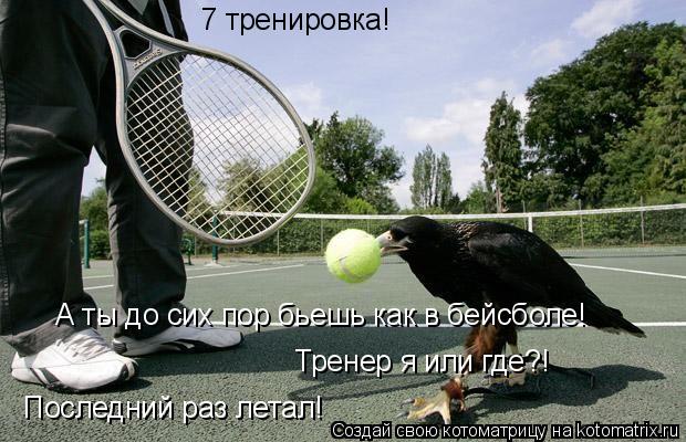 7 тренировка! А ты до сих пор бьешь как в бейсболе! Последний раз летал! Тренер я или где?!... Котоматрица: 7 тренировка! А ты до сих пор бьешь как в бейсболе! Последний раз летал! Тренер я или где?!