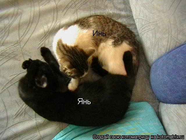 Инь Янь... Котоматрица: Инь Янь