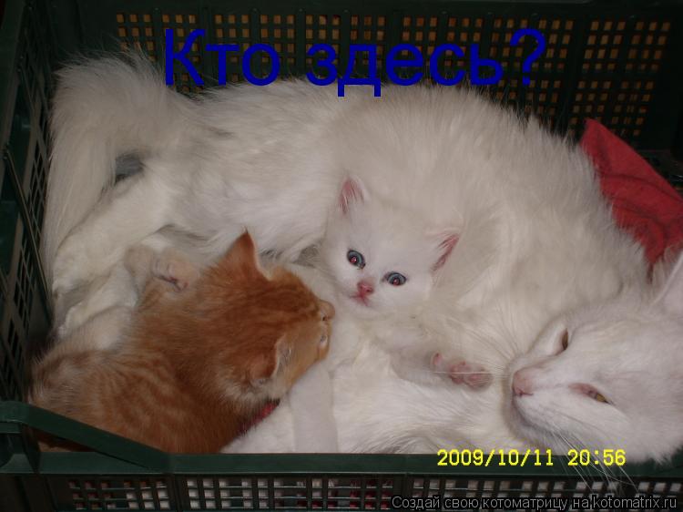 Котоматрица: Кто здесь?