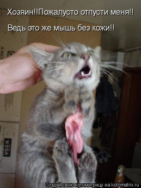 Хозяин!!Пожалусто отпусти меня!!Ведь это же мышь без кожи!! Хозяин!!Пожалусто отпусти меня!! Ведь это... Котоматрица: Хозяин!!Пожалусто отпусти меня!!Ведь это же мышь без кожи!! Хозяин!!Пожалусто отпусти меня!! Ведь это же мышь без кожи!!