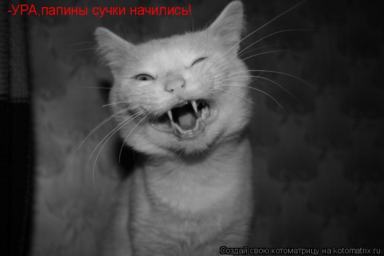 -УРА,папины сучки начились!... Котоматрица: -УРА,папины сучки начились!