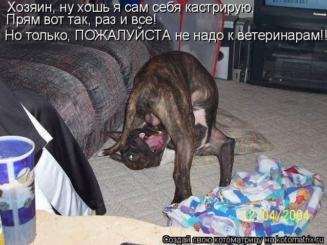 Котоматрица: Хозяин, ну хошь я сам себя кастрирую, Прям вот так, раз и все! Но только, ПОЖАЛУЙСТА не надо к ветеринарам!!!