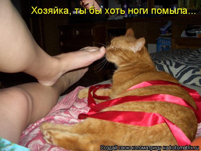 Котоматрица: Хозяйка, ты бы хоть ноги помыла...