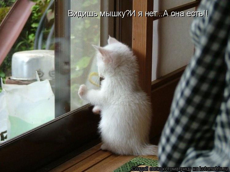Котоматрица: Видишь мышку?И я нет...А она есть!!
