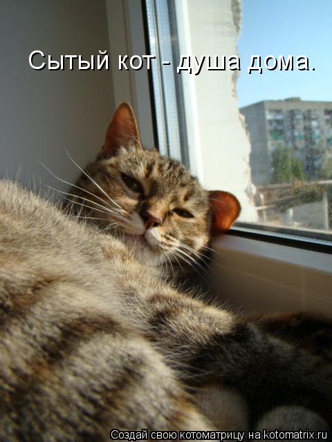 Сытый кот - душа дома.... Котоматрица: Сытый кот - душа дома.