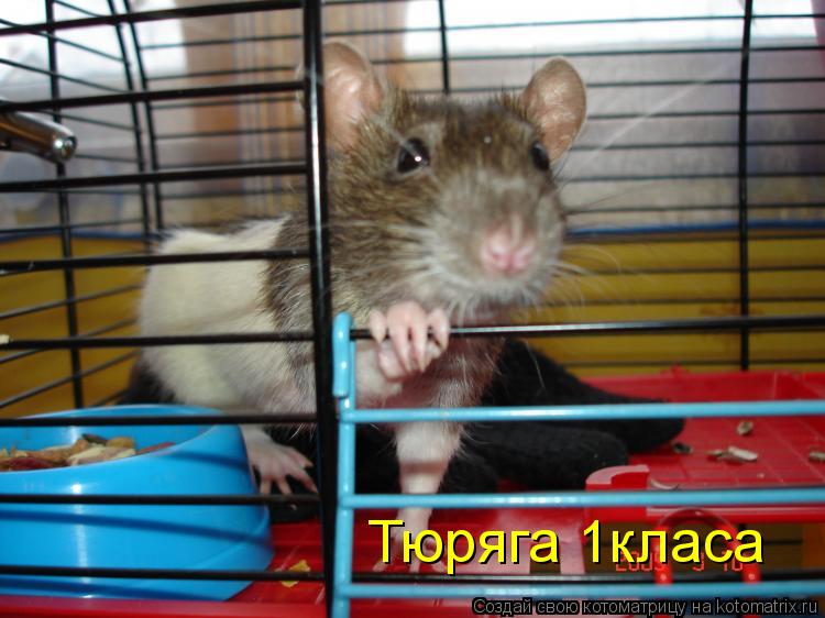 Котоматрица: Тюряга 1класа