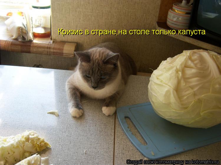 Котоматрица: Кризис в стране,на столе только капуста