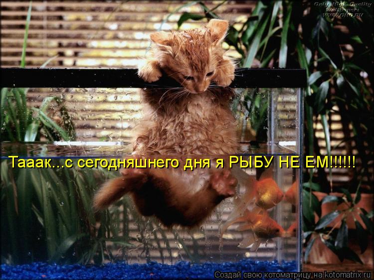 Котоматрица: Тааак...с сегодняшнего дня я РЫБУ НЕ ЕМ!!!!!!