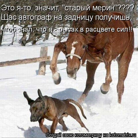 Котоматрица: Это я-то, значит, "старый мерин"???? Щас автограф на задницу получишь, чтоб знал, что я - рысак в расцвете сил!!