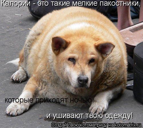 Калории - это такие мелкие пакостники, которые приходят ночью и ушивают твою одежду!... Котоматрица: Калории - это такие мелкие пакостники, которые приходят ночью и ушивают твою одежду!