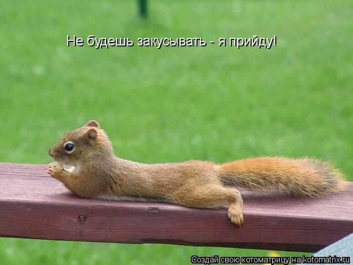 Не будешь закусывать - я прийду!... Котоматрица: Не будешь закусывать - я прийду!