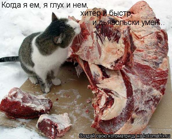 Когда я ем, я глух и нем, хитер и быстр, и дьявольски умен...... Котоматрица: Когда я ем, я глух и нем, хитер и быстр, и дьявольски умен...