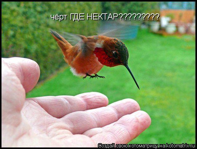 Котоматрица: чёрт ГДЕ НЕКТАР?????????