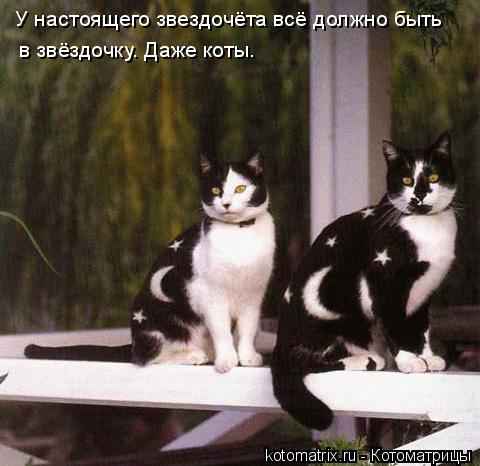 Котоматрица: У настоящего звездочёта всё должно быть в звёздочку. Даже коты.