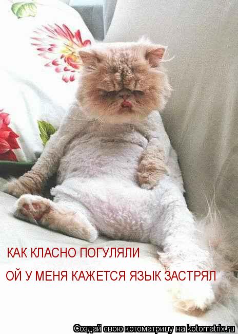 Котоматрица: КАК КЛАСНО ПОГУЛЯЛИ ОЙ У МЕНЯ КАЖЕТСЯ ЯЗЫК ЗАСТРЯЛ