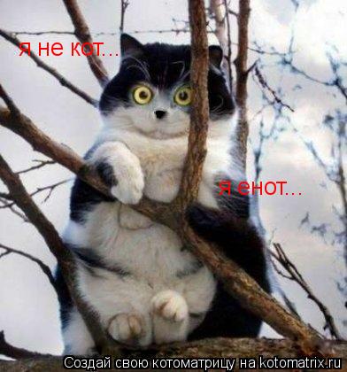 Котоматрица: я не кот... я енот...