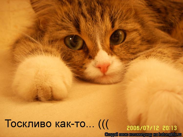 Котоматрица: Тоскливо как-то... (((